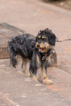 Bild 13 - RL TC an der Schirnau - SV Zehlendorfer Wespen : Ergebnis: 9:0